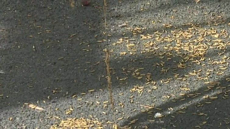 В чем причина нашествия гусениц в Караганде