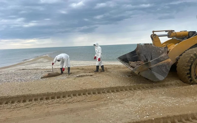279 dead seals washed up on Caspian Sea coast