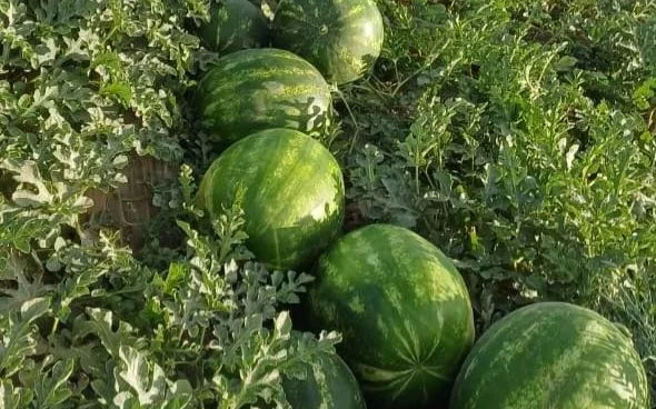 В Келесе начали продавать первые арбузы
