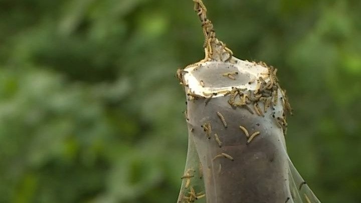 В чем причина нашествия гусениц в Караганде В чем причина нашествия гусениц в Караганде