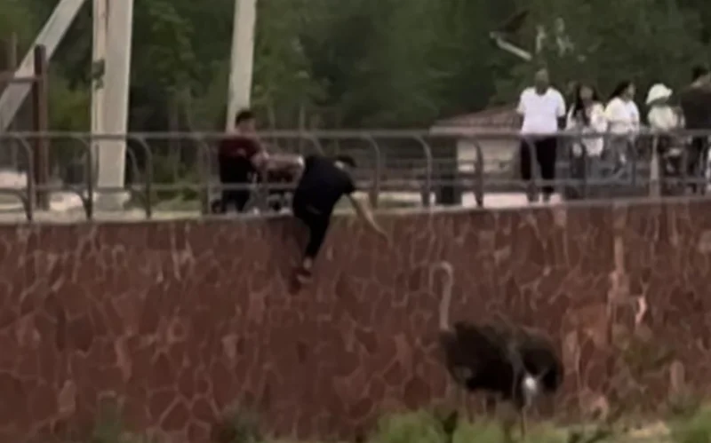 Мужчина пнул страуса в зоопарке Шымкента 