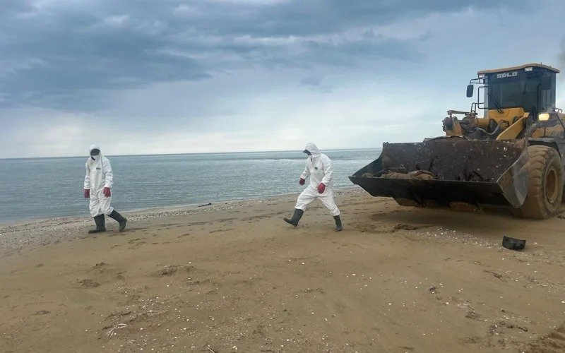 279 dead seals washed up on Caspian Sea coast