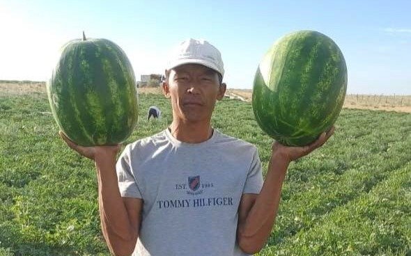 Keleste alǵashqy qarbyzdar satylymǵa shyqty Keleste alǵashqy qarbyzdar satylymǵa shyqty