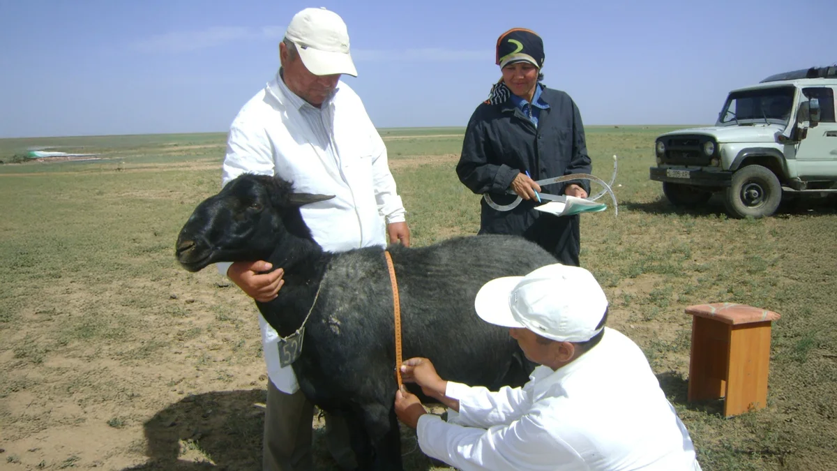Орыс студенттерінің анальды секс онлайн