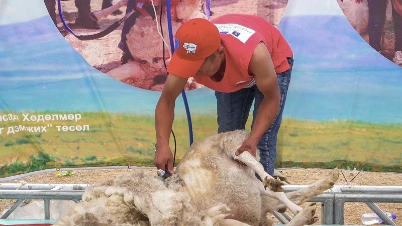 Қой қырқу бойынша әлемдік сайыс Моңғолияда өтпек