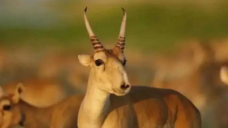 Kazakhstan's saiga population may exceed 5 million
