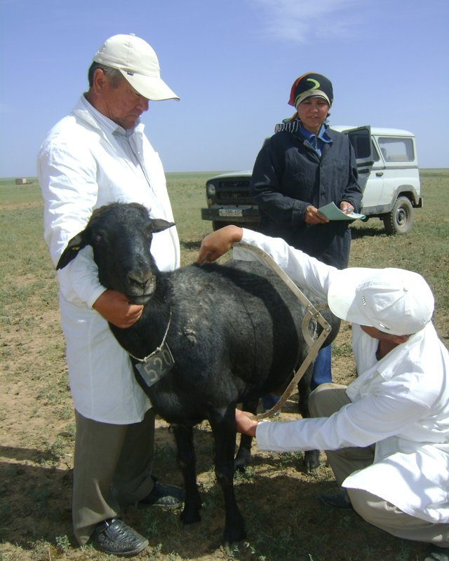 қой өсіру а