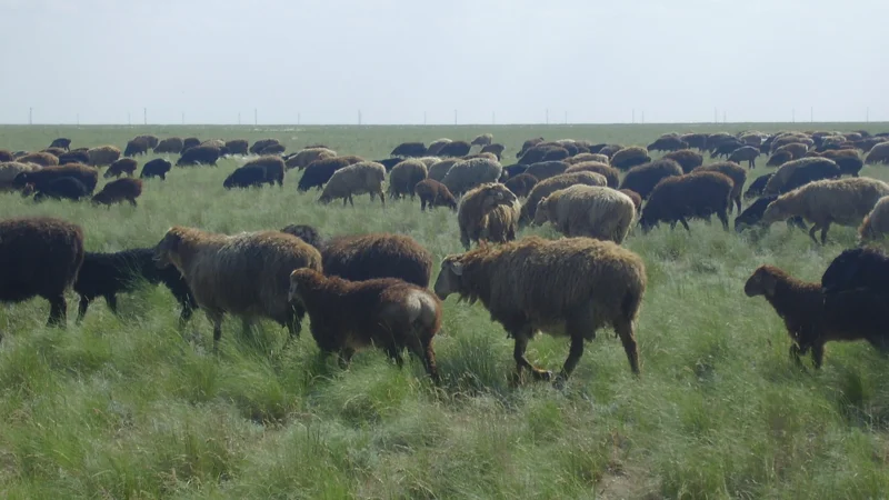 қой шарушалығы