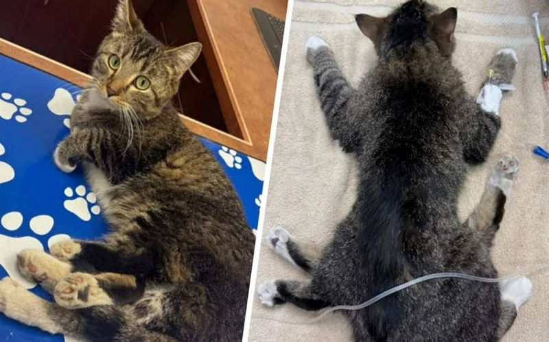 Ұлыбританияда алты аяғы бар мысық дүниеге келді