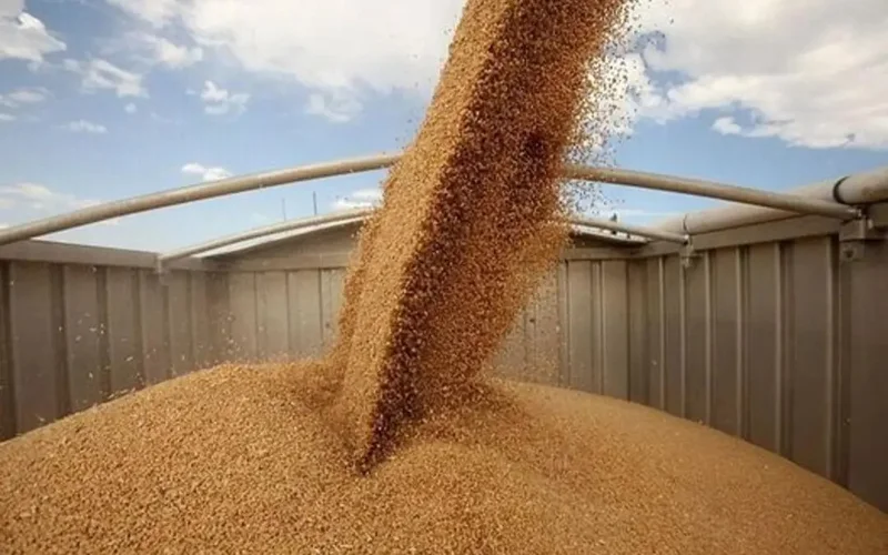 Kazakhstan’s grain export volumes hit 8.2 million tons