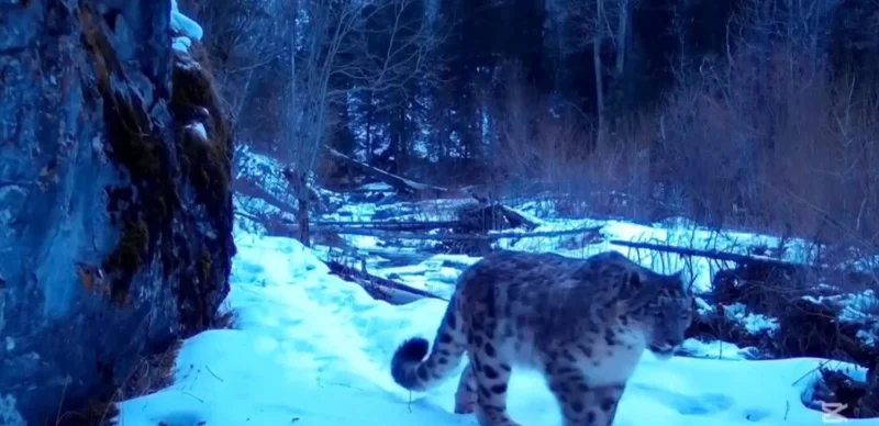 Жоңғар Алатауы ұлттық паркінде қар барысы фототұзаққа түсіп қалды