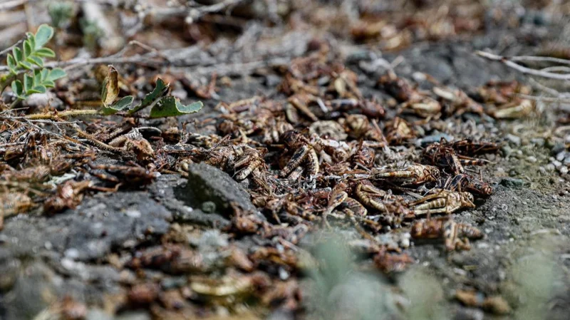 Борьба с саранчой: 850 специалистов мониторят обстановку в Актюбинской области