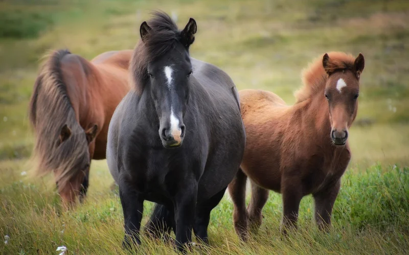 World  Horse Day