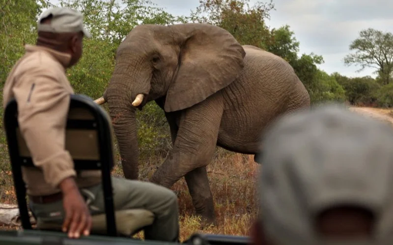 Африка пілдері