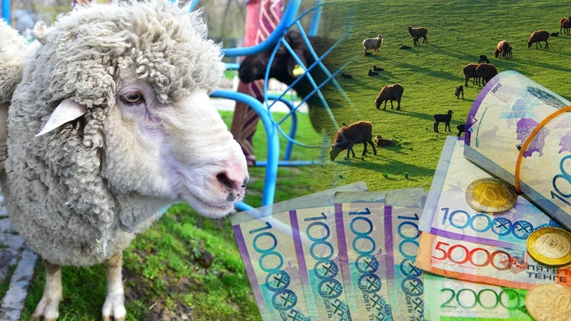 Сколько стоят бараны на Курбан айт в Казахстане