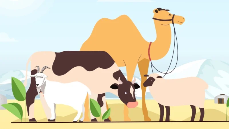 QURBAN 2025