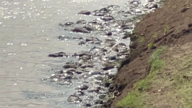 киіктердің өлексесі