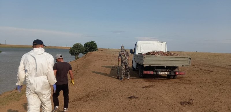 В Западном Казахстане из реки извлекли более 300 туш погибших сайгаков В Западном Казахстане из реки извлекли более 300 туш погибших сайгаков