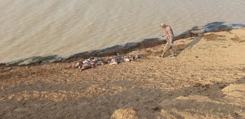 В Западном Казахстане из реки извлекли более 300 туш погибших сайгаков