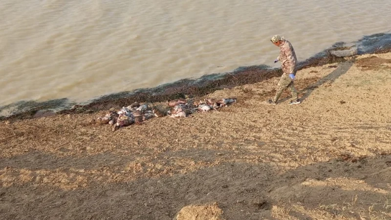 Батыс Қазақстанда өзеннен 300-ден астам киіктің өлексесі шығарылды