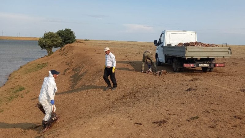 Batys Qazaqstanda ózennen 300-den astam kıiktiń óleksesi shyǵaryldy Batys Qazaqstanda ózennen 300-den astam kıiktiń óleksesi shyǵaryldy