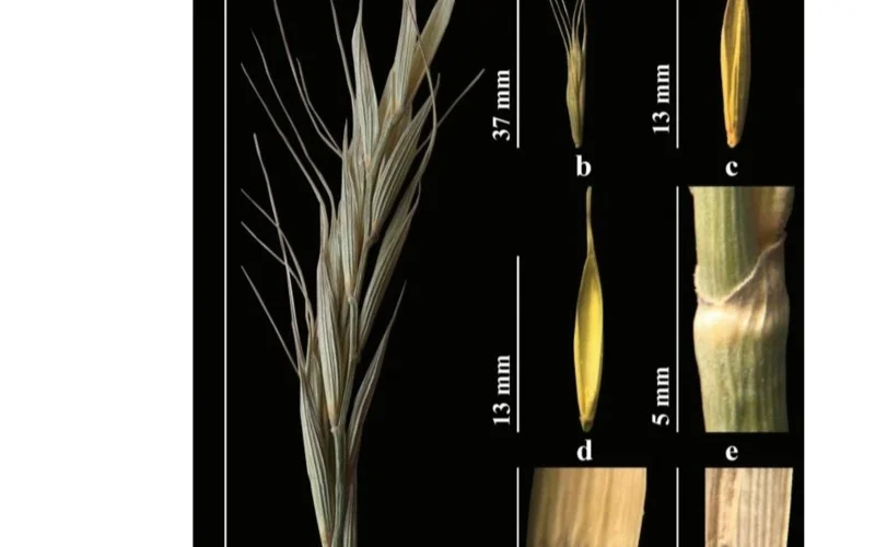 A new plant species discovered in Uzbekistan