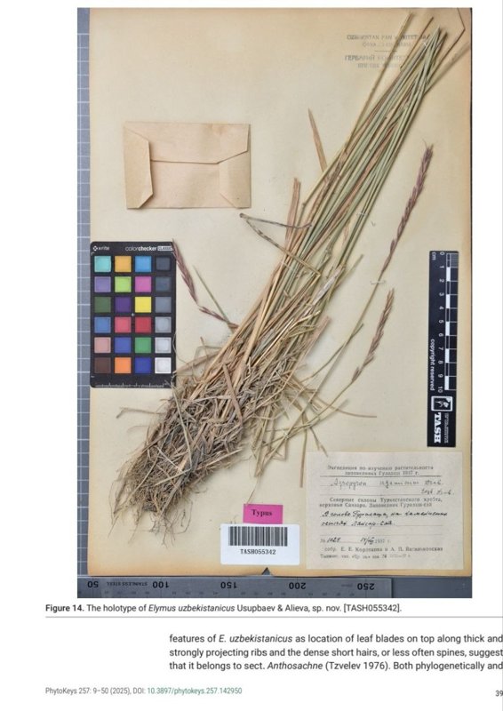 A new plant species discovered in Uzbekistan A new plant species discovered in Uzbekistan
