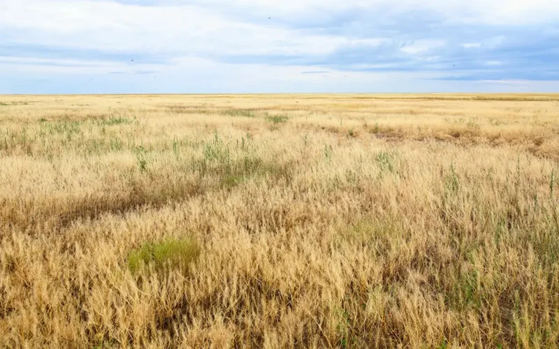 42,000 ha of unused land returned in Abai region