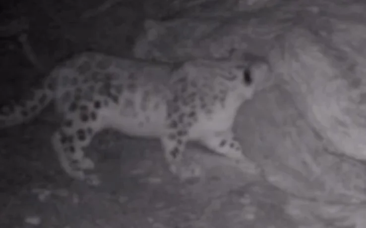 снежный барс