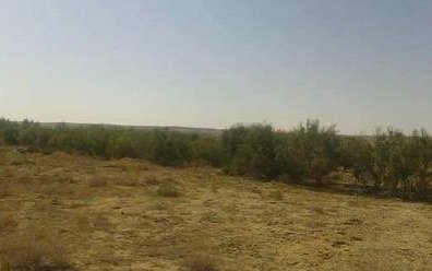 саксаул саксаул