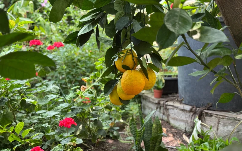 В Астане созрели апельсины