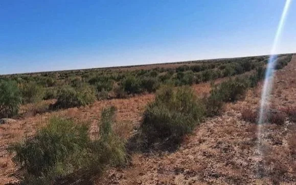 Mangistau region to plant over 31,000 trees in 2025