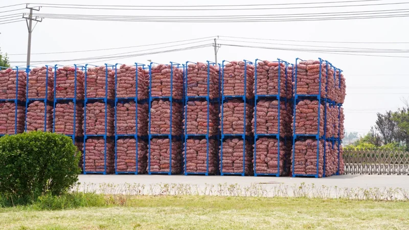 ҚЫТАЙ САПАРЫ АЯСЫНДА ТҮРКІСТАН ОБЛЫСЫНДА САРЫМСАҚТЫ ТЕРЕҢ ӨҢДЕУ ІСІН БАСТАУ БОЙЫНША КЕЛІССӨЗДЕР ЖҮРГІЗІЛДІ