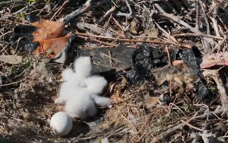 Гнездо с редкой краснокнижней птицей обнаружили в Павлодарской области