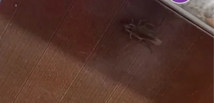 Санврачи начали проверку: тараканов в столовой сняла жительница Кокшетау