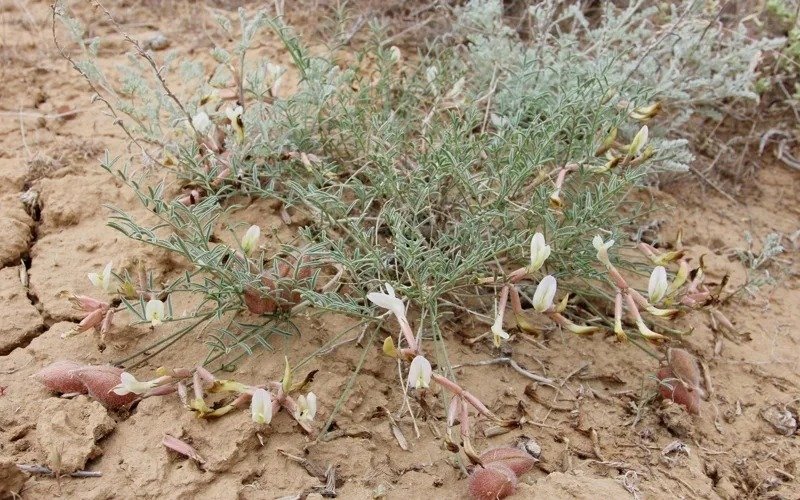 Herb of immortality of ancient Scythians: A new species of plant discovered in Atyrau region Herb of immortality of ancient Scythians: A new species of plant discovered in Atyrau region