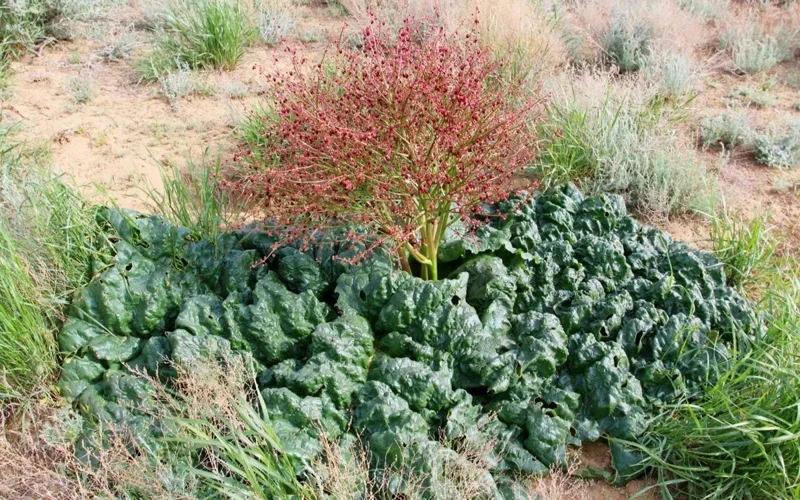 Herb of immortality of ancient Scythians: A new species of plant discovered in Atyrau region