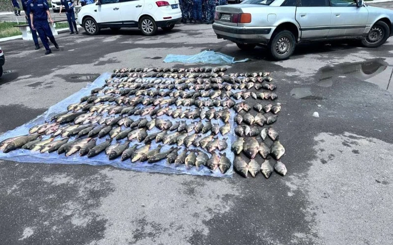 браконьеры, рыба