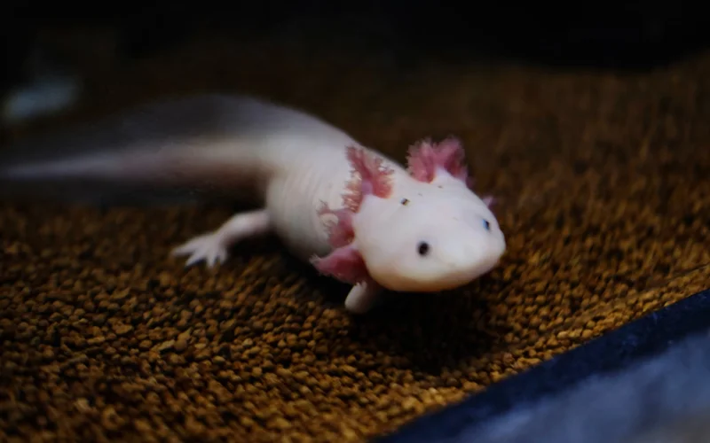 Mexican salamander