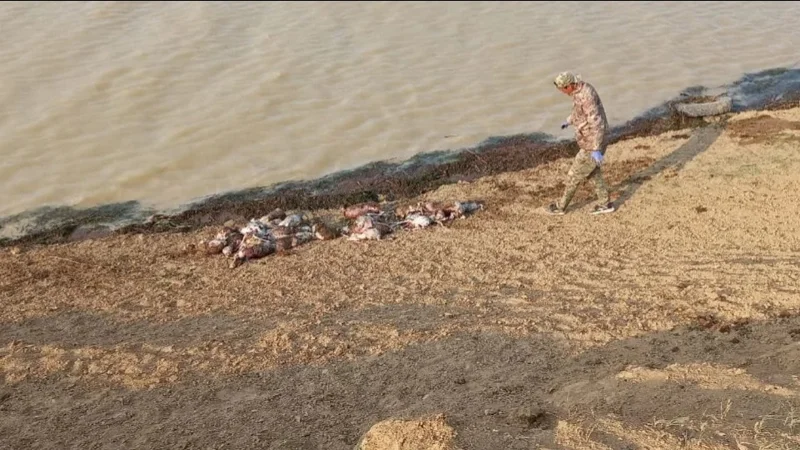 сайгаки утонули в ЗКО 