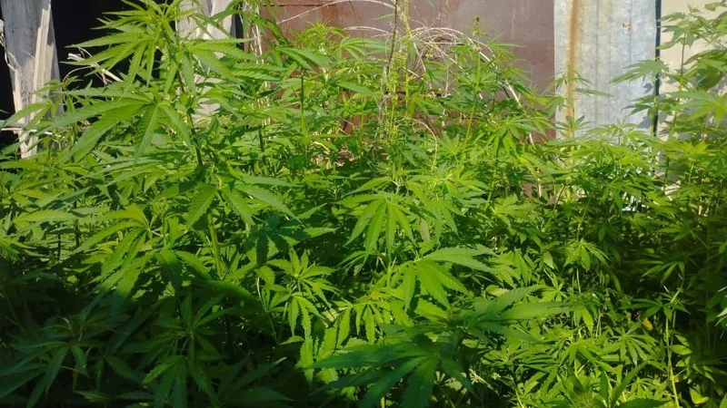 конопля, марихуана