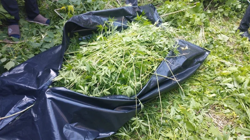 конопля, марихуана