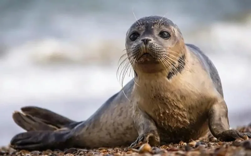 Exact causes of Caspian seals' deaths determined, Kazakh Agriculture Ministry