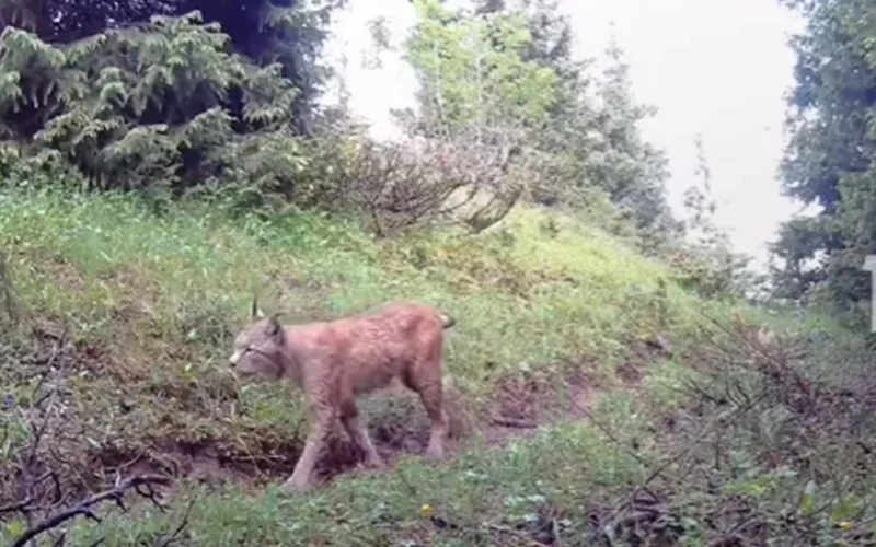 Rare wildlife caught on trap cameras in Ile-Alatau State National Park