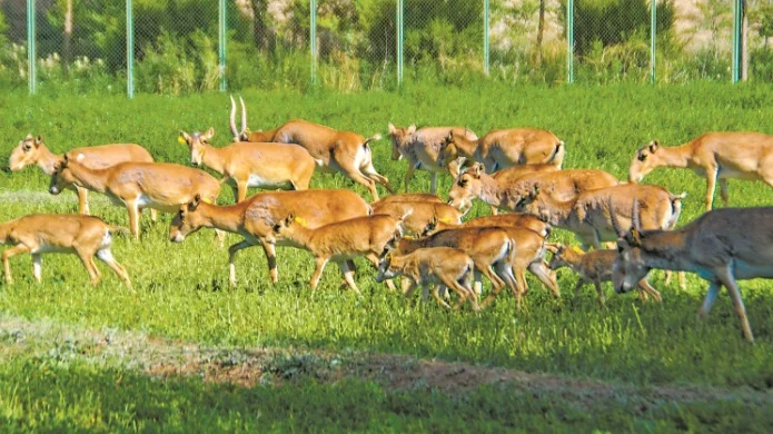 Қытайда киік бар ма