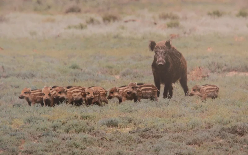 Презентация книги о зверях Казахстана