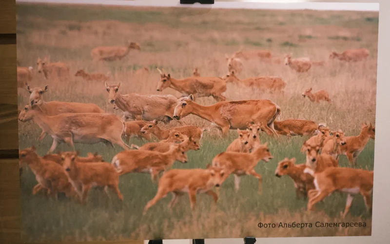 степные звери