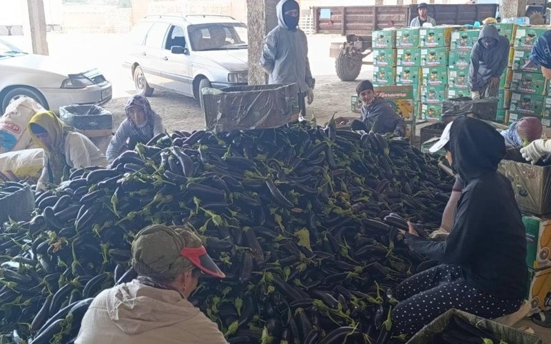 Түркістан облысында алғашқы баялды өнімі жиналды Түркістан облысында алғашқы баялды өнімі жиналды