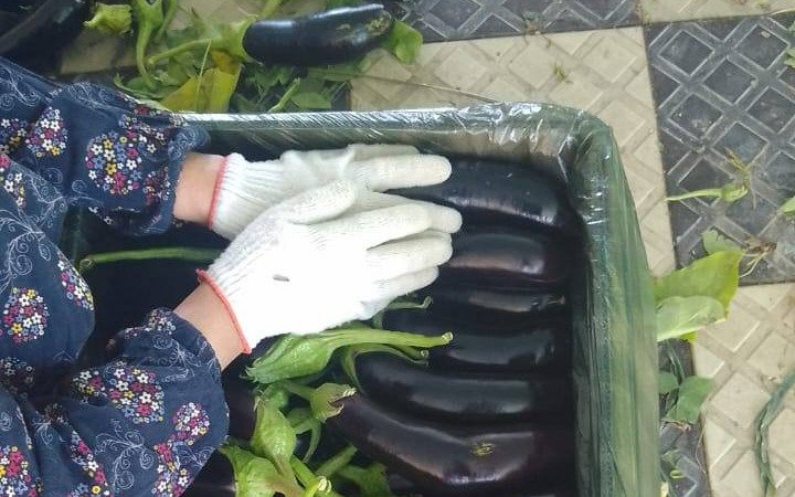 Түркістан облысында алғашқы баялды өнімі жиналды Түркістан облысында алғашқы баялды өнімі жиналды