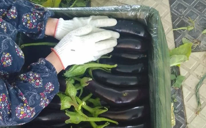 Первый урожай баклажанов собран в Туркестанской области